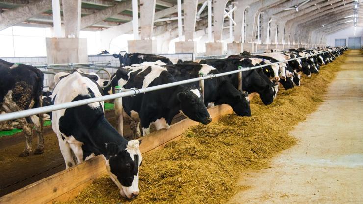 Ucuz et için bir hamle daha: Yemlerde gümrük vergisi sıfırlandı