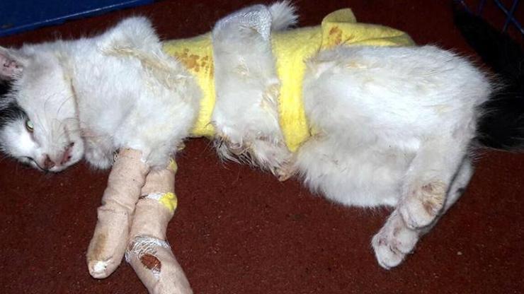 Yaralı kedi için kapı kapı dolaştı