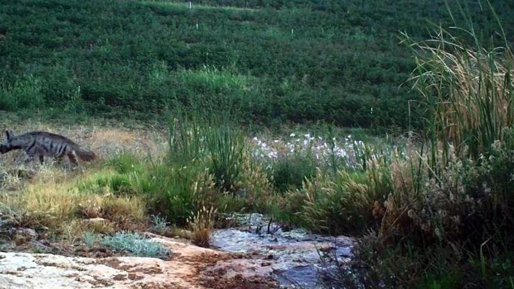Hatay’da çizgili sırtlan görüntülendi