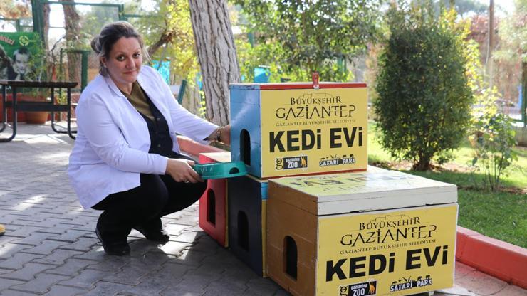 Oy sandıkalrı kedilere yuva oldu
