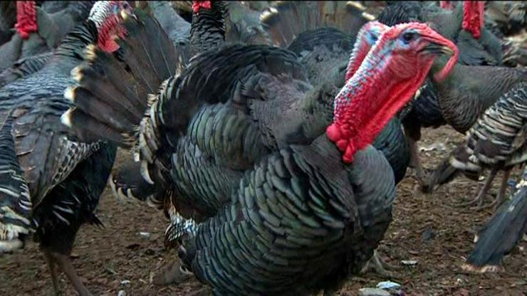 Hadi ipucu 1 Şubat 2019: Erkek hindiye ne denir