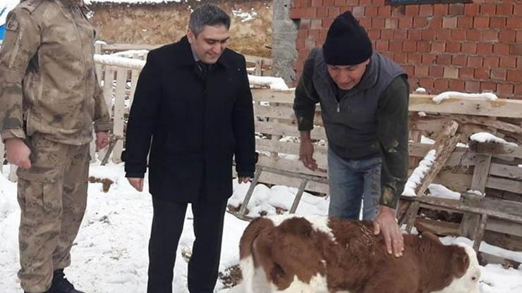 Çalınan 5ti, 7 inek geri döndü
