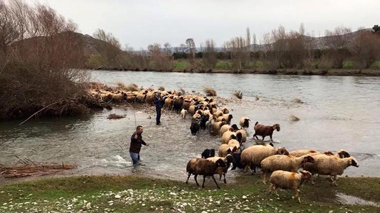 Çoban ve koyunları AFAD kurtardı