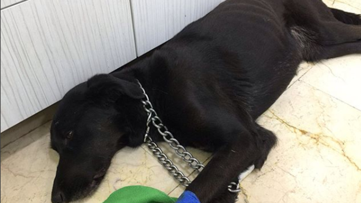 İstanbulun göbeğinde vahşet: Sokak köpeğinin makatına silikon sıkıldı