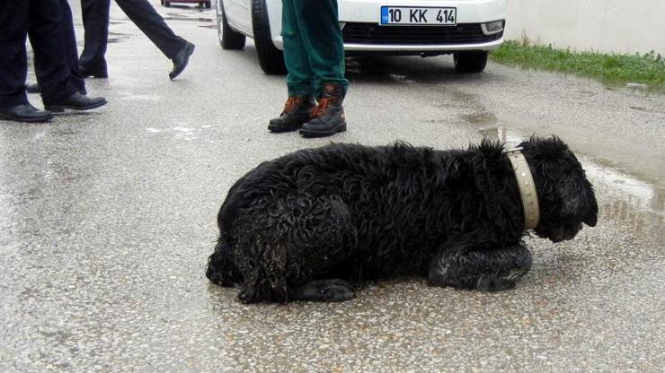 Edremitte vahşet: 12 köpeği böyle öldürdüler