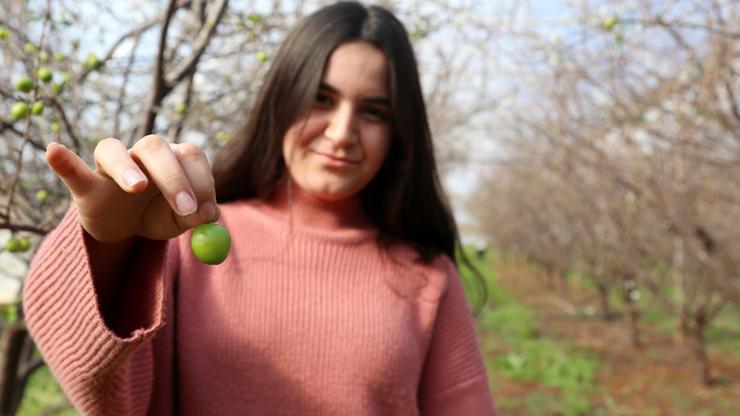 Yılın ilk eriğinin tanesi 12,5 lira