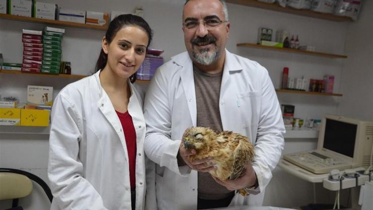 Yaralı şahinin kırık kanadına ameliyatla platin takıldı