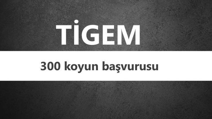 300 koyun TİGEM başvuru şartları | Koyun desteklemesi 2018