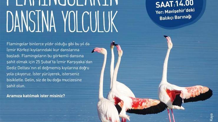 Flamingoların dansına yolculuk