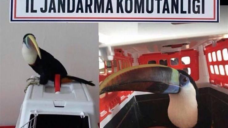 Jandarma 25 bin liralık Tukan kuşunu yol kontrolünde buldu