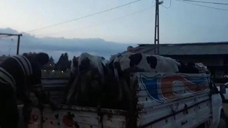 Çalınan inekler, kasapta kesilmek üzereyken bulundu