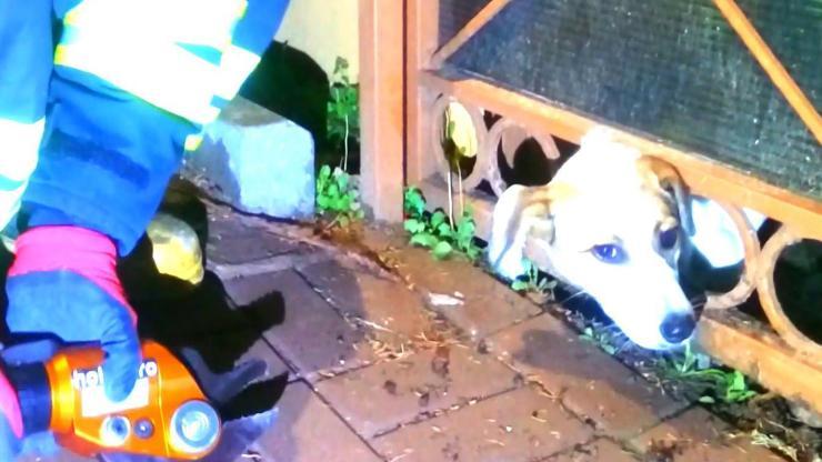 Kafası demir korkuluğa sıkışan köpek kurtarıldı