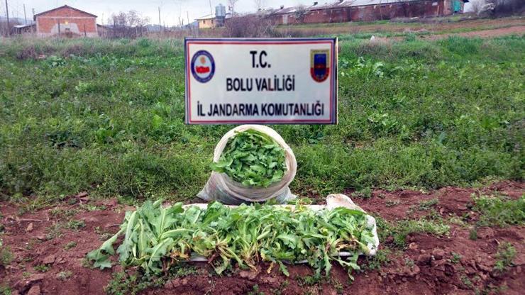 Jandarma ruhsatsız tabanca ve haşhaş ele geçirdi