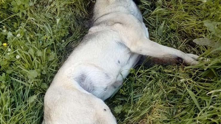 Edremitte hayvan katliamı: Köpekleri tavukla zehirlediler