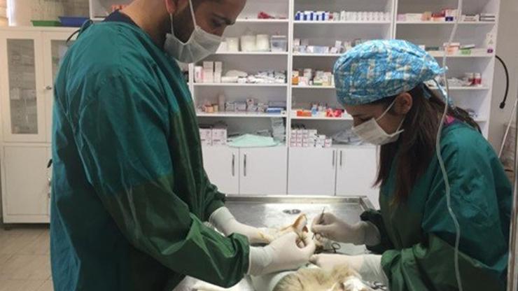 Kediye fıtık ameliyatı yapıldı
