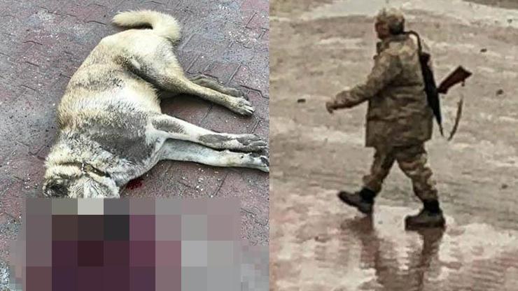 Kangal cinsi köpeği tüfekle vurup öldürdü