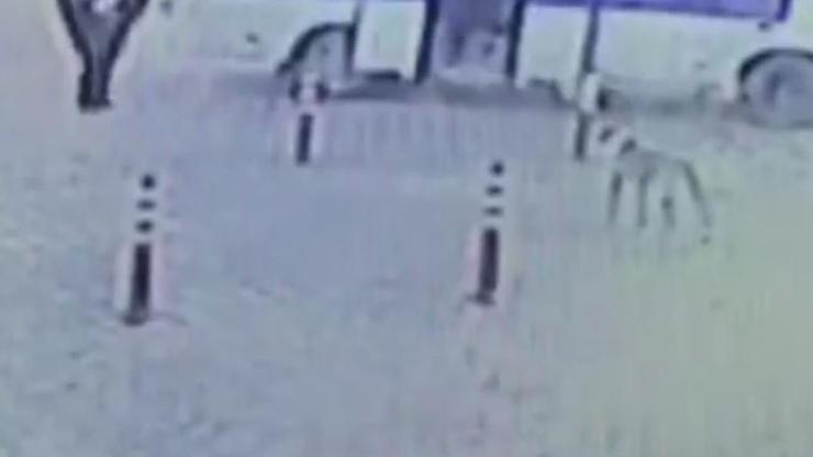 Bartında köpeğe tekme atan kişiye para cezası