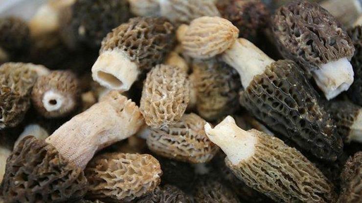 Kazdağlarının kuzugöbeği mantarı gramla satılıyor
