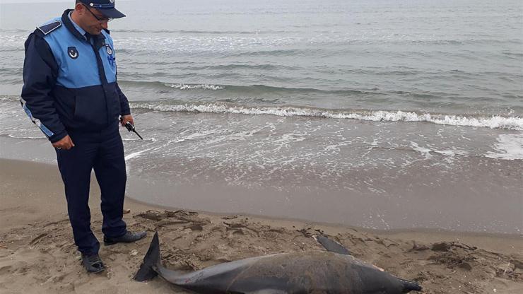 Samsun’da ölü yunus karaya vurdu