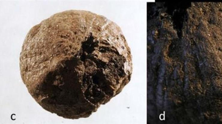 İsveçte bin 500 yıllık kuru soğan bulundu