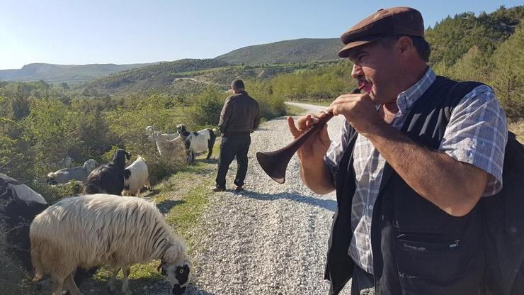 Keçiler zurnayla otluyor