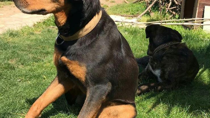 Köpekleri zehirlediler