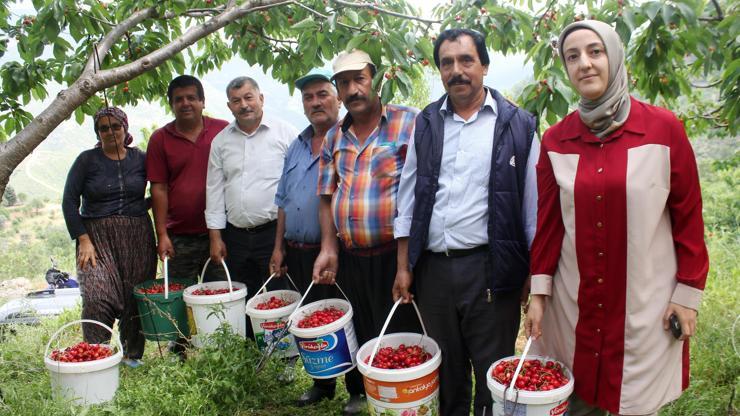 Gazipaşada turfanda kiraz hasadı sürüyor