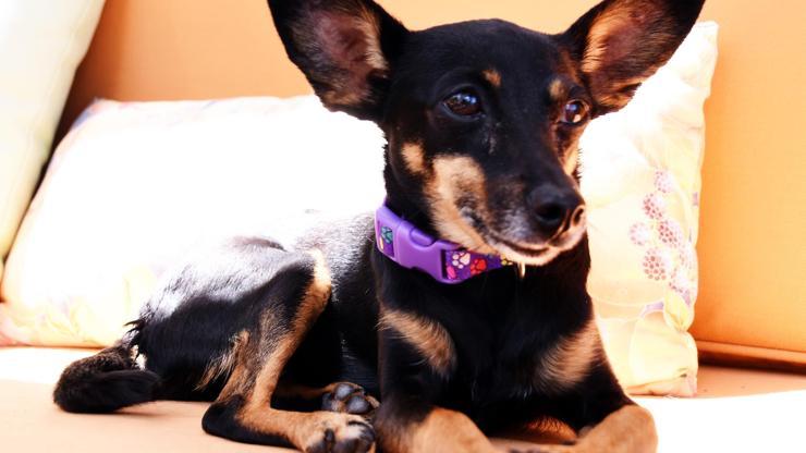 İnönünün torununun siteden tahliyesini istediği köpek için keşif kararı