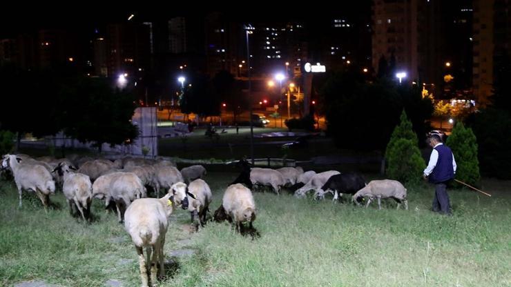 Ağıldan kaçan koyunlar parkta bulundu