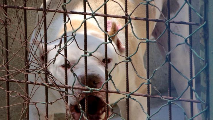 Pitbull dehşeti Yaralılar var