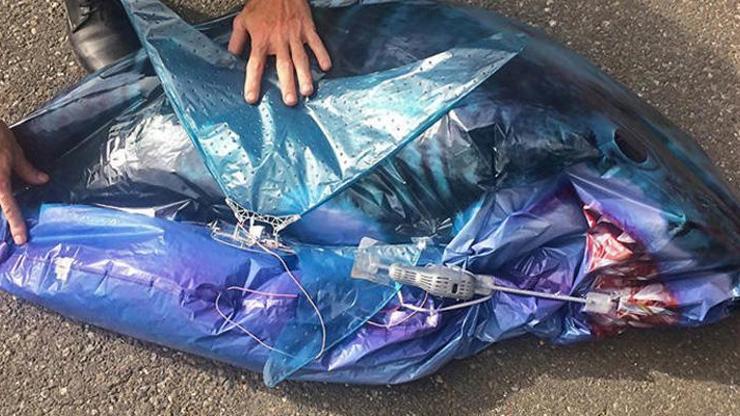 Ermenistanda Casus Türk köpek balığı paniği
