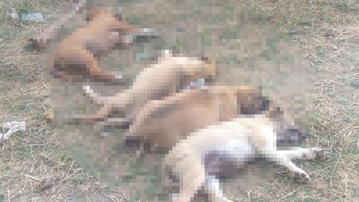 Antalyada vahşet: 5 köpeği tavukla zehirlediler