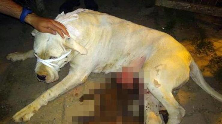 Domuzlar pitbulla saldırdı, asker kurtardı
