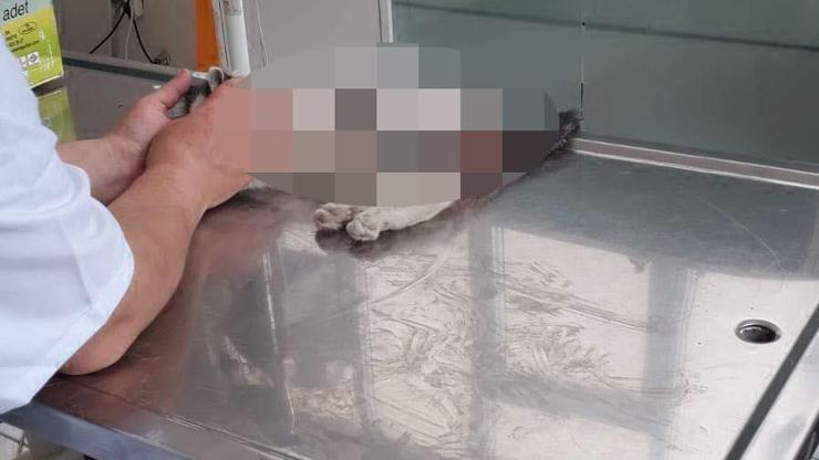 Kediye tecavüz iddiası: Şüpheliye tutuklama talebi