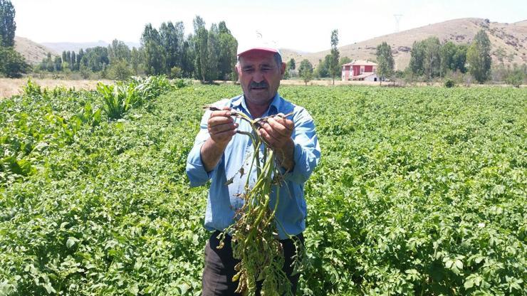 Patatesten kötü haber: Hastalık vurdu