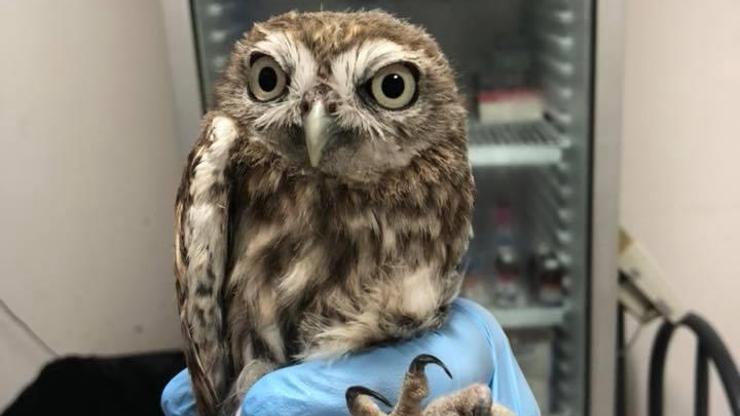 Sıcaktan bayılan baykuş, veterinerin müdahalesiyle kendine geldi