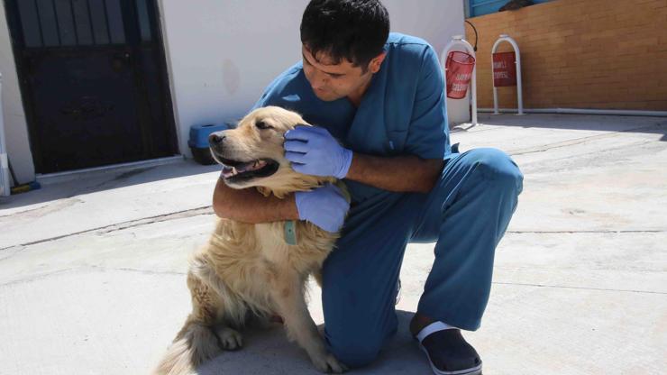 Otomobil tamponuna bağlayarak kilometrelerce sürüklenen Paspas isimli köpek yeni yuvasına kavuştu