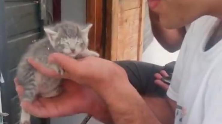 Yavru kedi, sıkıştığı duvar kırılarak kurtarıldı