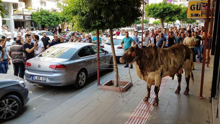 Limandan kaçan angus, kenti birbirine kattı