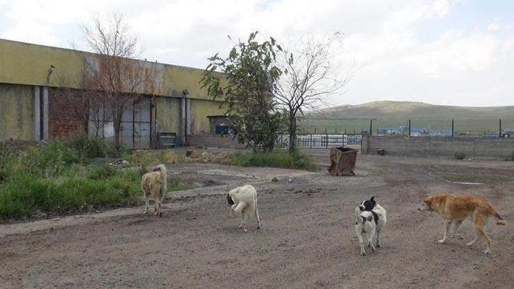 Barınak değil, ölüm kampı