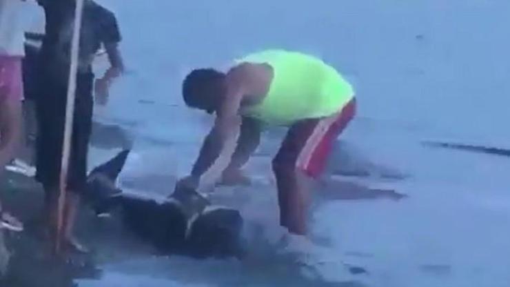 Bursada vahşet... Karaya vuran yunusu kestiler