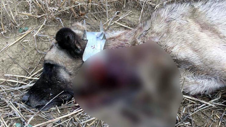 Komşusunun köpeğini av tüfeğiyle öldürdü