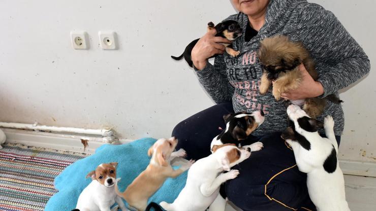 Hayvansever Nurhan Kalenler evinde ölü bulundu