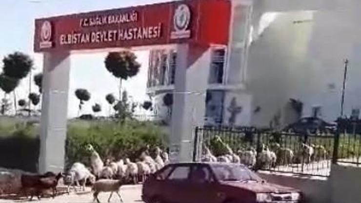 Yolunu kaybeden koyunlar hastaneye girdi