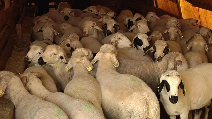 Kurban Bayramı ne zaman, 2019 yılında hangi güne denk geliyor