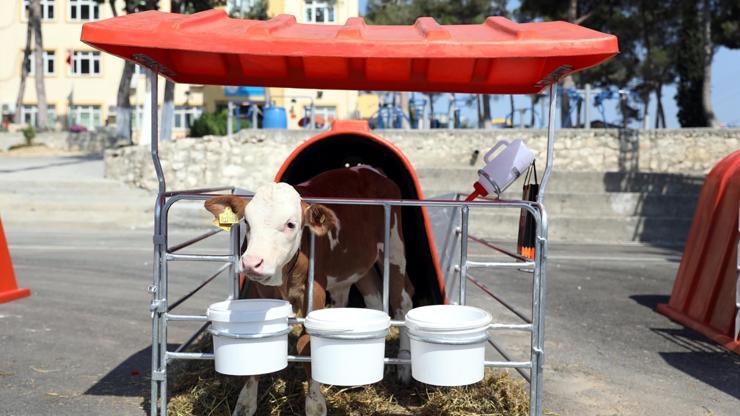 Buzağı barınakları, hayvancılara teslim edildi
