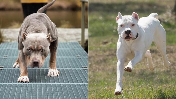 Pitbull ve dogo cinsi köpek besleyenlere 12 bin 600 lira ceza