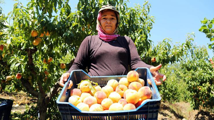 Başkan Tarhandan şeftali üreticisine müjde