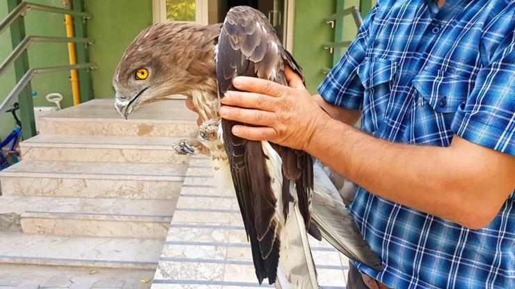 Yolda bulunan yılan kartalı tedaviye alındı