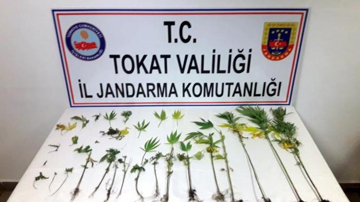 Hint kenevirlerini sularken yakalandı